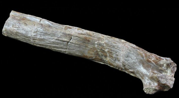 Edaphosaurus Spine (Vertebrae Process) Section - Texas #67817